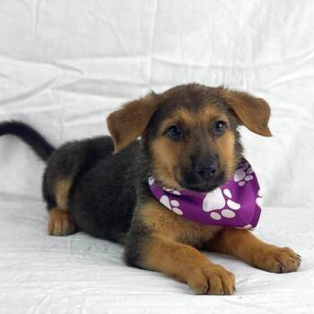 MAPLE GS -  German Shepherd Dog Dog for Adoption in Lucas, Texas - MAPLE GS | PetCurious