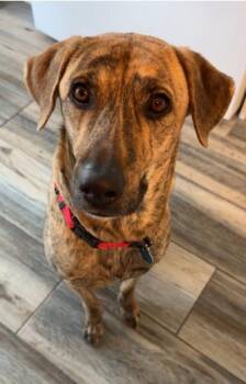 Labrador Retriever Dogs Available for Adoption - Mac | PetCurious