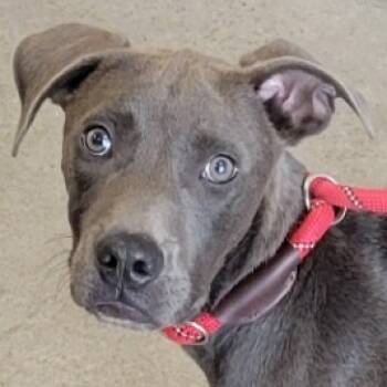 Rescue Mixed Breed Dogs for Adoption in Las Cruces, New Mexico - Krueger | PetCurious