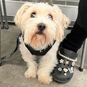 Shih Tzu and Yorkshire Terrier Dogs Available for Adoption - Kairo | PetCurious