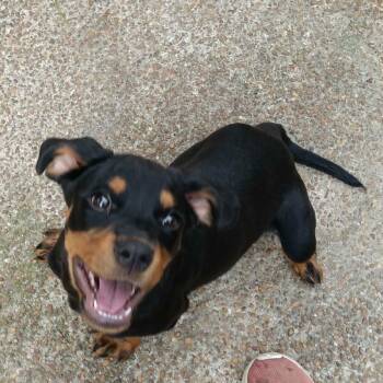 Reese -  Rottweiler Dog for Adoption in Memphis, Tennessee - Reese | PetCurious