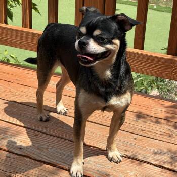 Lenny -  Pug Dog for Adoption in Denver, Colorado - Lenny | PetCurious