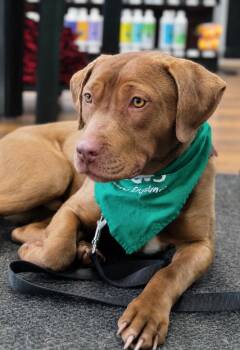 Staffordshire Bull Terrier Dogs Available for Adoption in Princeton, Massachusetts - Lanny - LOCAL In CT | PetCurious