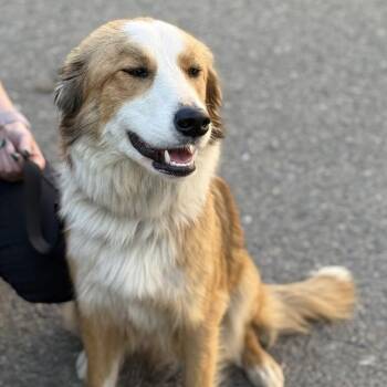 Border Collie Dogs Available for Adoption in Fresno, California - Bailey | PetCurious
