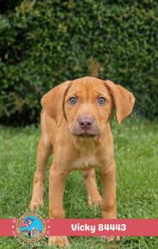 Vicky -  Vizsla Dog for Adoption in Mobile, Alabama - Vicky | PetCurious