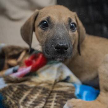 Baja -  Hound and Mixed Breed Dog for Adoption in Pawling, New York - Baja | PetCurious