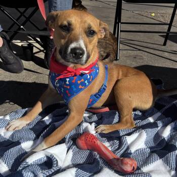 Rescue Terrier Dogs for Adoption in Clinton, North Carolina - Ivy | PetCurious