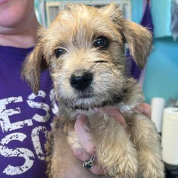 Poodle and Chihuahua Dogs Available for Adoption in Boerne, Texas - Moonbeam | PetCurious