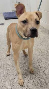 Yasmin -  Pit Bull Terrier and Mixed Breed Dog for Adoption in Kansas City, Missouri - Yasmin | PetCurious