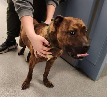 MUSTARD -  Pit Bull Terrier and Mixed Breed Dog for Adoption in St. Louis, Missouri - MUSTARD | PetCurious