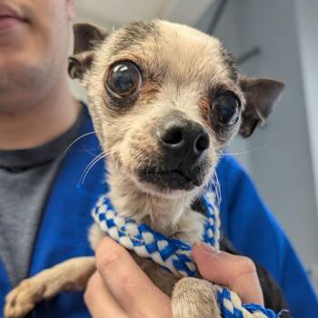 Chihuahua Dogs Available for Adoption in Greenville, South Carolina - Don Julio | PetCurious