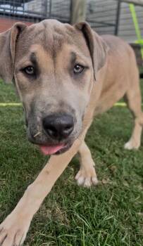 Dusty -  Catahoula Leopard Dog and Pit Bull Terrier Dog for Adoption in Sheridan, Arkansas - Dusty | PetCurious