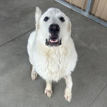 Great Pyrenees Dogs Available for Adoption in Emporia, Kansas - Hercules | PetCurious
