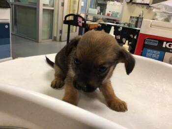 Rescue Terrier Dogs for Adoption in Sebec, Maine - SKITTLES | PetCurious