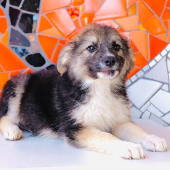 Cordoba -  Border Collie and Golden Retriever Dog for Adoption in San Diego, California - Cordoba | PetCurious