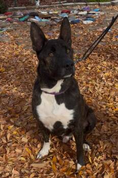 Pit Bull Terrier Dogs Available for Adoption - Aiden | PetCurious