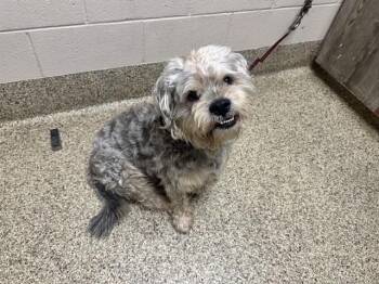 ULYSSES -  Terrier and Mixed Breed Dog for Adoption in Colorado Springs, Colorado - ULYSSES | PetCurious