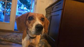 Canela -  Beagle and Parson Russell Terrier Dog for Adoption in Odessa, Florida - Canela | PetCurious