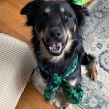 Australian Shepherd and Retriever Dogs Available for Adoption - Luke | PetCurious