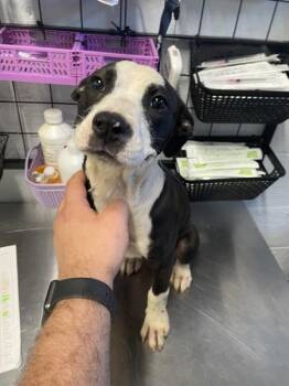Pit Bull Terrier Dogs Available for Adoption in Mobile, Alabama - Semiu (selma) | PetCurious