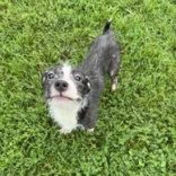 Poncho -  Terrier Dog for Adoption in Mineral Point, Wisconsin - Poncho | PetCurious