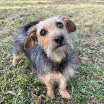Mixed Breed Dogs Available for Adoption in Williston, Florida - Vela | PetCurious