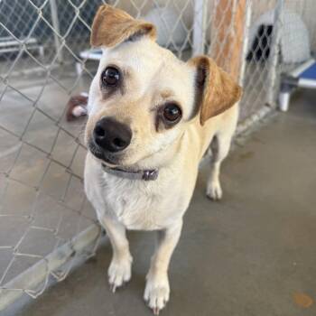 BAM BAM -  Chihuahua Dog for Adoption in Joshua Tree, California - BAM BAM | PetCurious