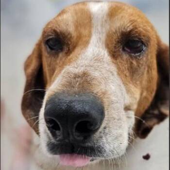 Penny -  Hound and Mixed Breed Dog for Adoption in Fairfax, Virginia - Penny | PetCurious