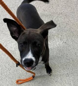 Payton -  Mixed Breed Dog for Adoption in Lafayette, Indiana - Payton | PetCurious