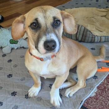 Dachshund Dogs Available for Adoption in Silvana, Washington - Libby | PetCurious