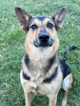 Duke -  German Shepherd Dog Dog for Adoption in Colleyville, Texas - Duke | PetCurious