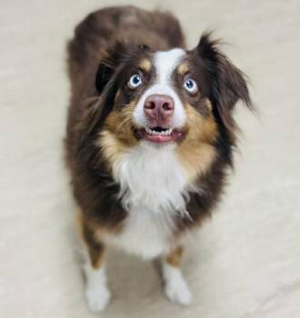 Mixed Breed Dogs Available for Adoption in West Chester, Pennsylvania - Stella | PetCurious