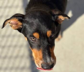 Rescue Bernese Mountain Dog and German Shepherd Dog Dogs for Adoption in Tulsa, Oklahoma - MAYO | PetCurious