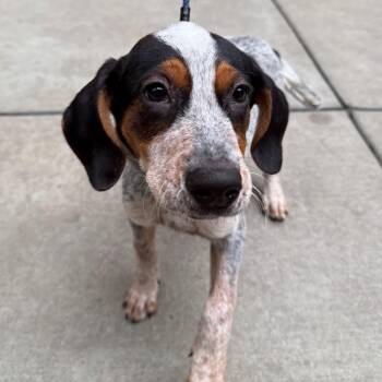 Cupcake -  Coonhound and Mixed Breed Dog for Adoption in Chicago, Illinois - Cupcake | PetCurious