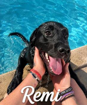 Remi -  Labrador Retriever Dog for Adoption in Zimmerman, Minnesota - Remi | PetCurious