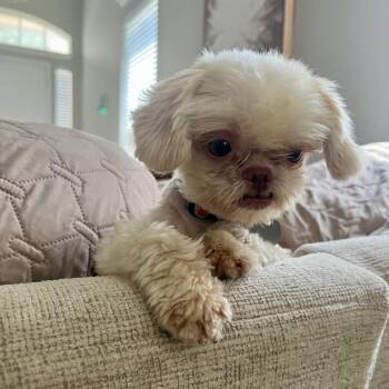 Hunni Dew (Kyle, Tx) -  Shih Tzu Dog for Adoption in Houston, Texas - Hunni Dew (Kyle, Tx) | PetCurious