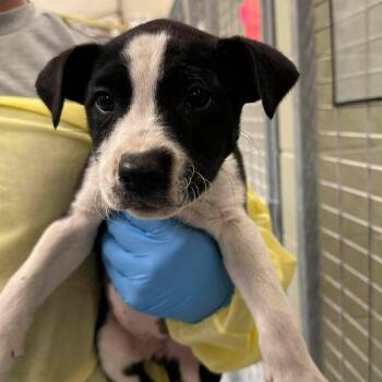 Pit Bull Terrier Dogs Available for Adoption - Rainbow | PetCurious