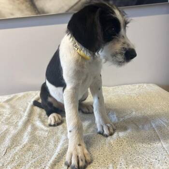 IVHS-Stray-141504 -  Terrier Dog for Adoption in San Gabriel, California - IVHS-Stray-141504 | PetCurious