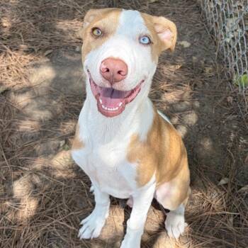 Dante -  Mixed Breed Dog for Adoption in Auburn, New Hampshire - Dante | PetCurious