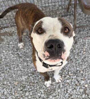 Boxer and American Staffordshire Terrier Dogs Available for Adoption - Howie | PetCurious