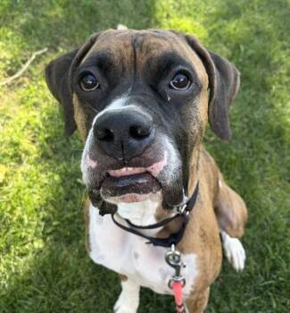 Oliver -  Boxer Dog for Adoption in Golden, Colorado - Oliver | PetCurious