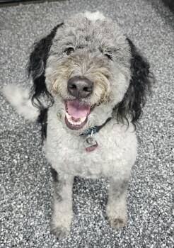 Oreo -  Bernedoodle Dog for Adoption in Lapeer, Michigan - Oreo | PetCurious
