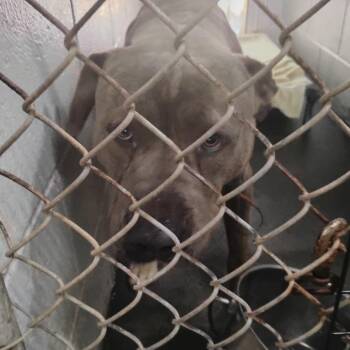 Mixed Breed Dogs Available for Adoption in Summerville, South Carolina - Royal | PetCurious