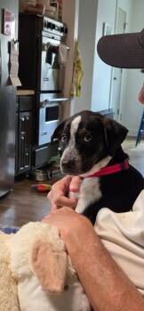 26-076 Bo Peep "JUST ARRIVED" -  Australian Shepherd and Australian Cattle Dog Blue Heeler Dog for Adoption in Richardson, Texas - 26-076 Bo Peep "JUST ARRIVED" | PetCurious
