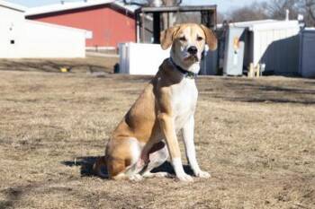 Labrador Retriever and Mixed Breed Dogs Available for Adoption - Kelso | PetCurious