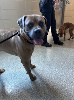 Rescue Mixed Breed Dogs for Adoption in Pontiac, Michigan - Renzo | PetCurious