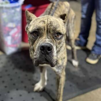 Rescue Cane Corso Dogs for Adoption in Boone, Iowa - Brutus | PetCurious