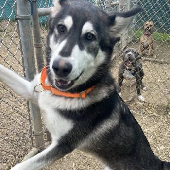 Rescue Husky Dogs for Adoption in Salem, Ohio - Iggy | PetCurious