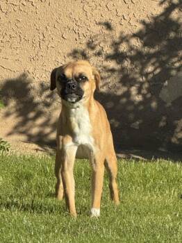 Pug and Mixed Breed Dogs Available for Adoption - Vanellope | PetCurious