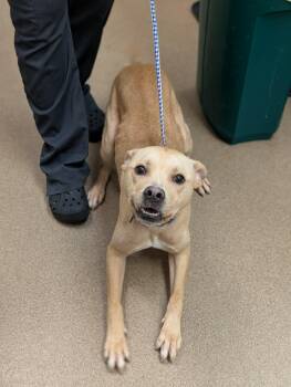Harry Pawtter -  Labrador Retriever Dog for Adoption in Chambersburg, Pennsylvania - Harry Pawtter | PetCurious